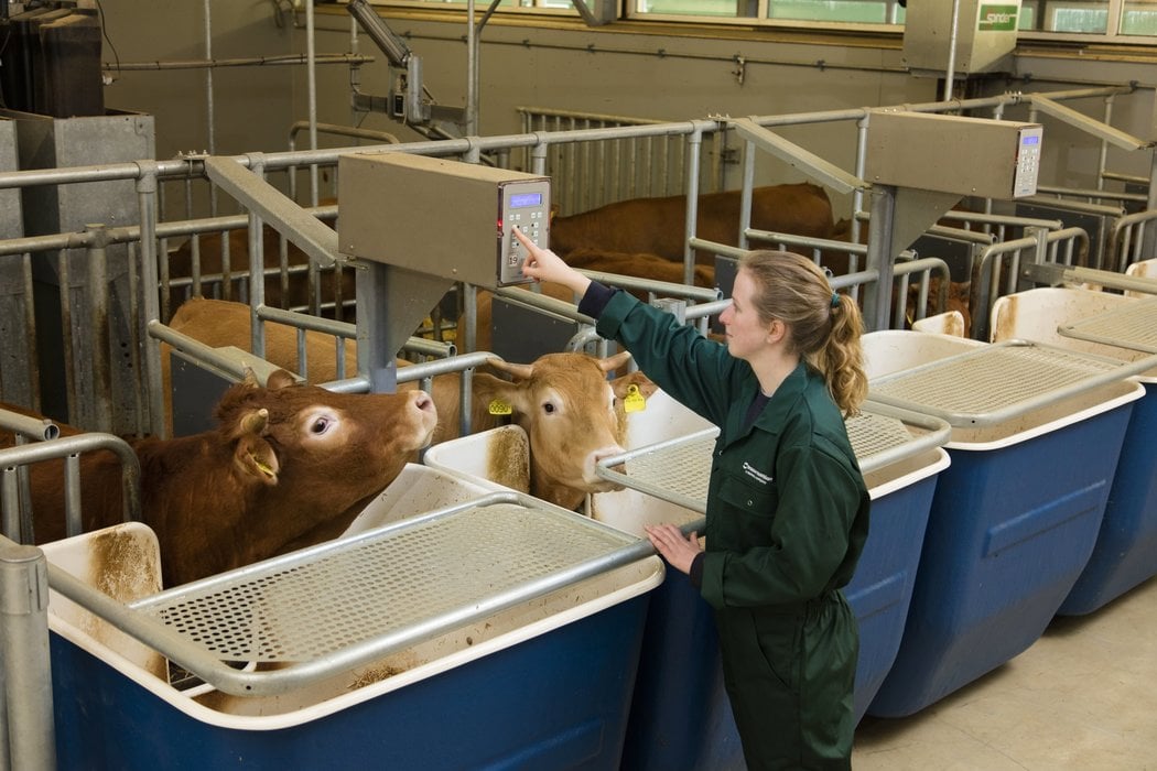 young calves should be given atmost care for having better growth