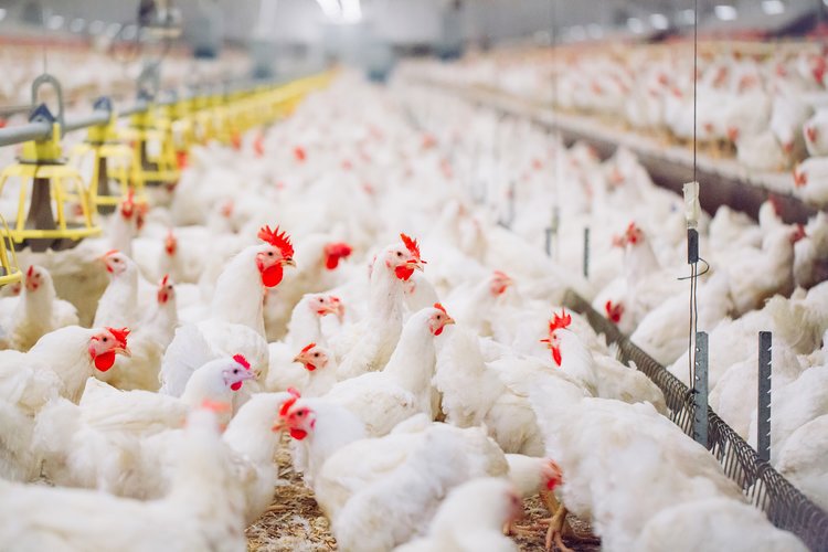 Feeding strategies for broiler breeding