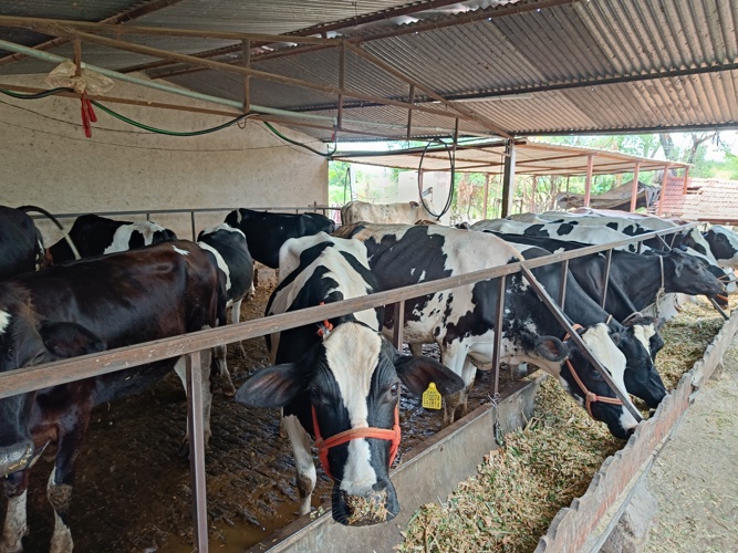 Girl feeding Cattle