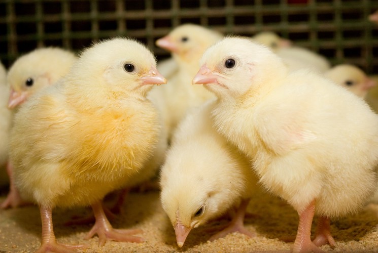 caring young chicks to optimise their health and immunity