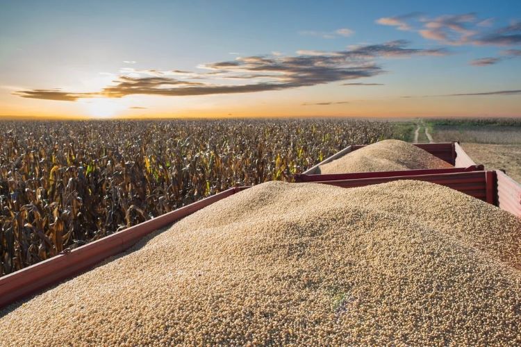 grains as feed ingredients 