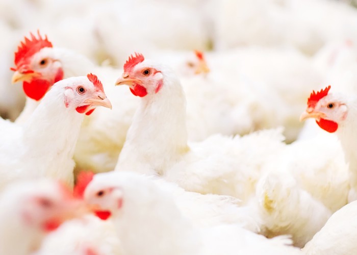 Healthy broiler flock maintenance and disease control