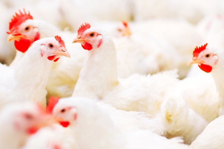 Split-feeding broiler breeders