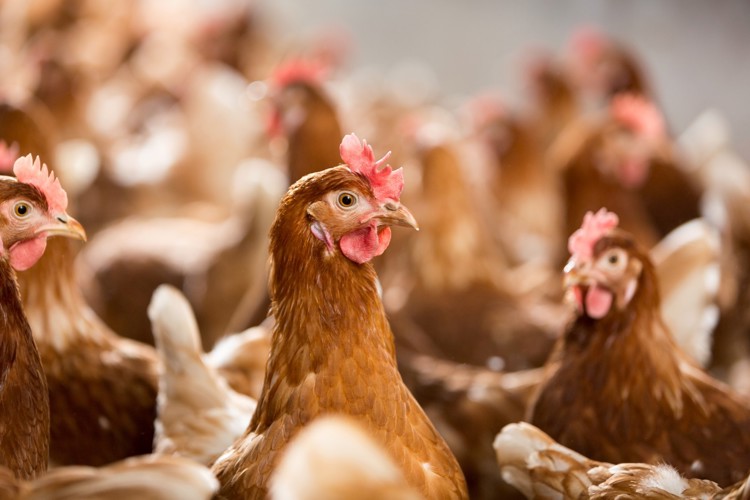 enhancing the health and performance of poultry flock