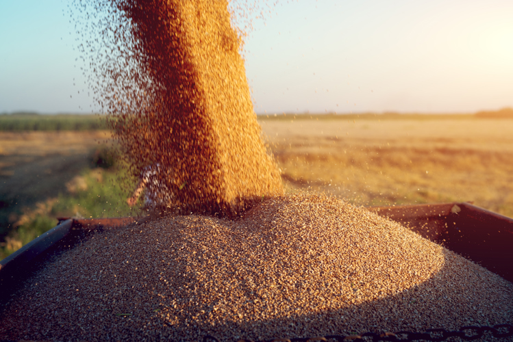 Grains harvested from the farm 