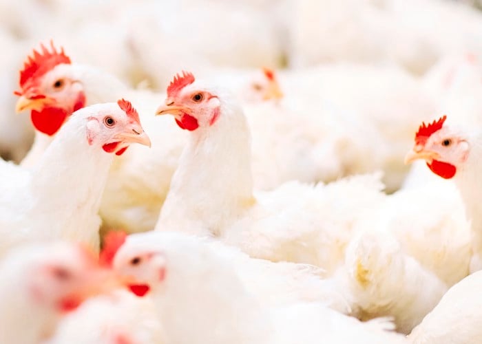 broiler flock management for improved health and performance