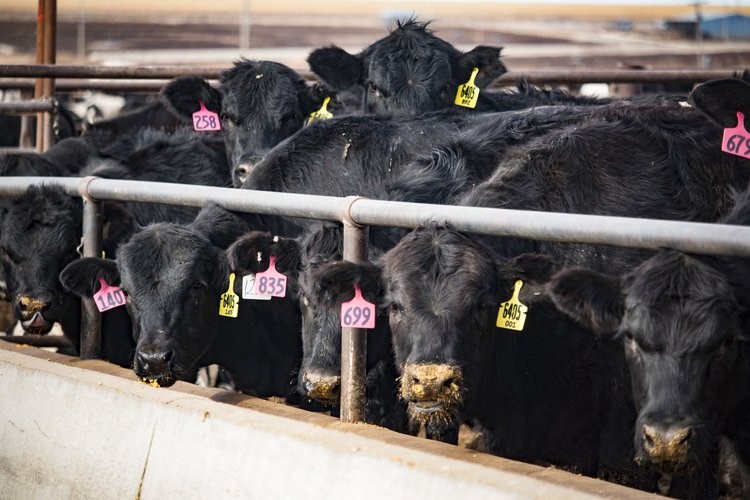 肥育牛における呼吸器の健康管理 - Trouw Nutrition