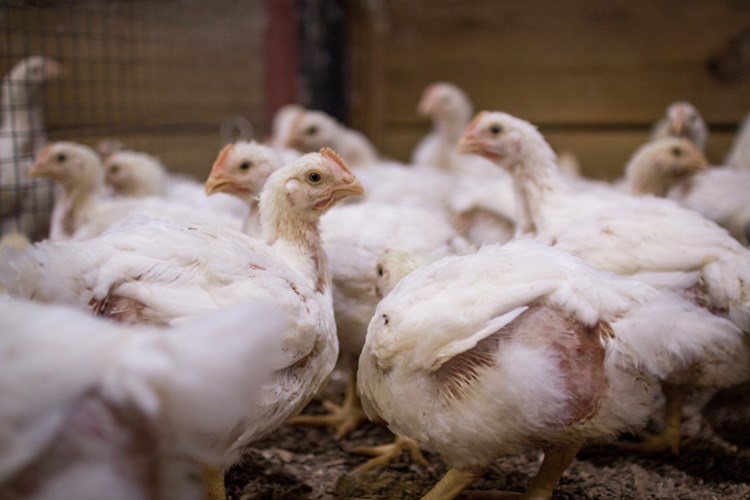 Heat Stress in poultry