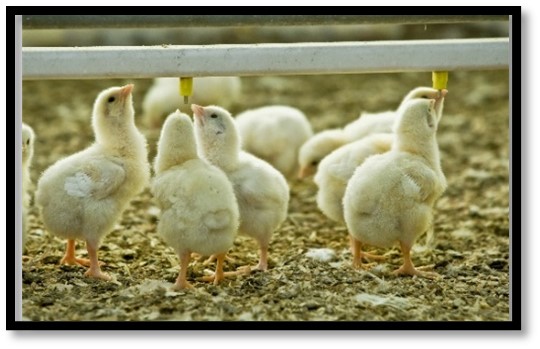 A group of chicks drinking water