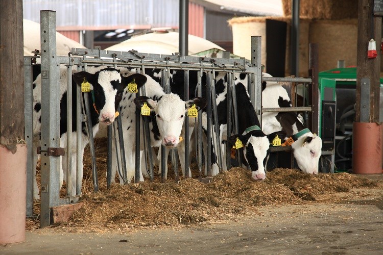 weaning young calves from mother 