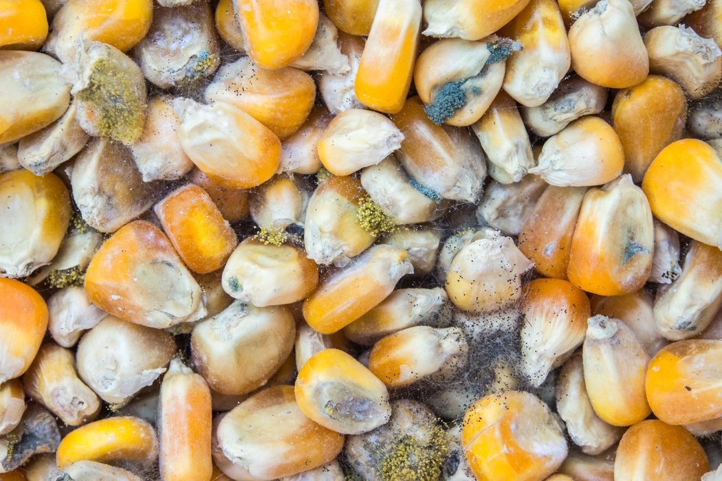 corn grains image