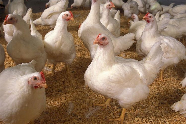 controlling anti utritional factors in poultry 