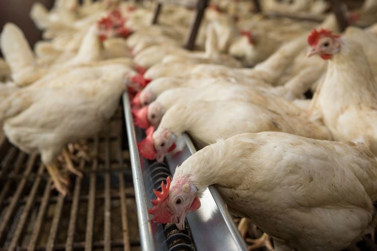 broiler flock drinking water