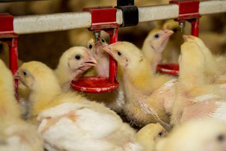 young chicks drinking water on nipples from pipes