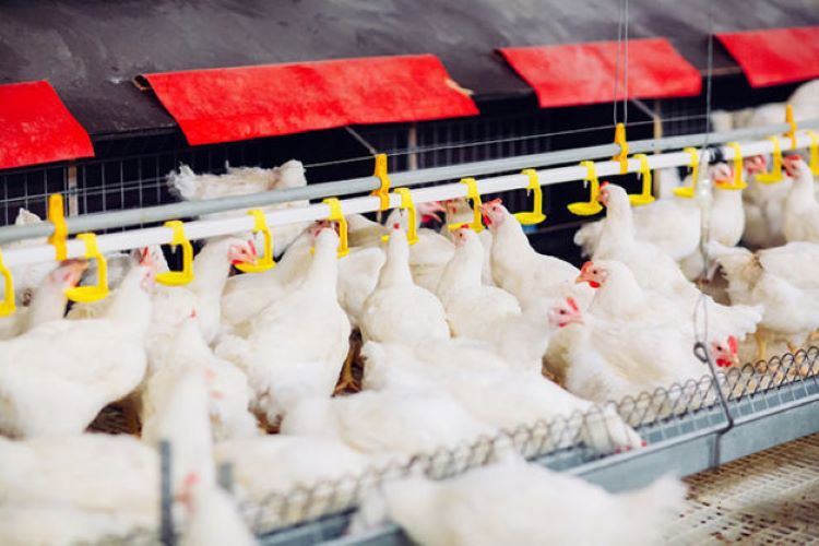 poultry flocks on feeding system