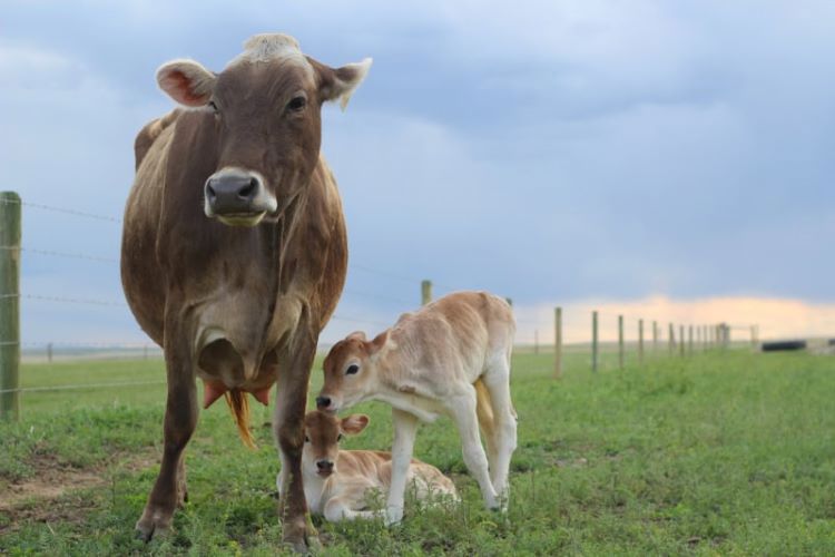 dairy cow with calf