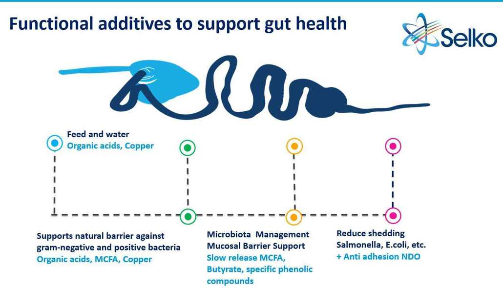 organic acids in antibiotics reduction